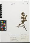 Foto von Salix myrsinifolia Salisb. x Salix retusa L.